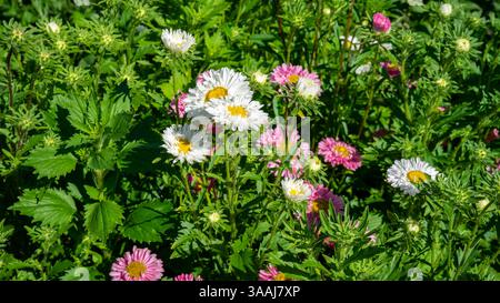 I crisantemi bianchi e rosa o le mamme o i crisantemi sono piante in fiore del genere Chrysanthemum nella famiglia delle Asteraceae. Piante da giardino e floricoltura Foto Stock