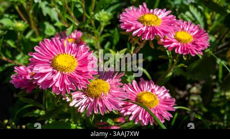 I crisantemi rosa o le mamme o i crisantemi sono piante in fiore del genere Chrysanthemum nella famiglia delle Asteraceae. Piante da giardino e floricoltura o fiori g Foto Stock