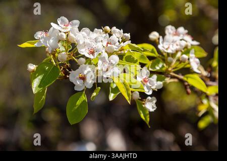 Ramo di mela ricoperto di fiori bianchi. Foto Stock