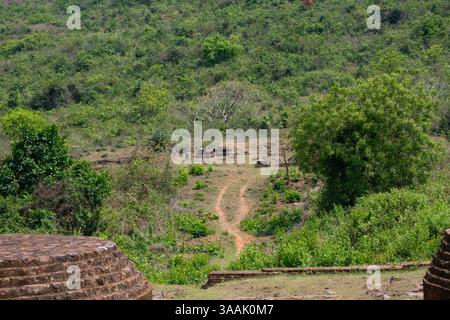 Complesso di cucine presso il sito archeologico di Udayagiri. Udayagiri è composto da grandi stupa e monasteri. Foto Stock