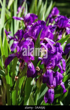 Irisi viola su un letto di fiori nel giardino Foto Stock