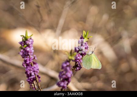 Gonepteryx rhamni, la pietra miliare comune, riposati su un fiore di mezereum. Una bellissima farfalla gialla zolfo seduta su Daphne mezereum in fiore Foto Stock