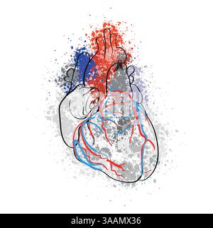 Anatomia del cuore umano in spruzzi di colori brillanti. Rappresentazione realistica di vasi sanguigni, atri e ventricoli. Illustrazione Vettoriale
