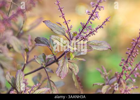 Primo piano basilico sacro tailandese, basilico sacro, Tulsi, Tulasi (Ocimum tenuiflorum) variante rossa Foto Stock