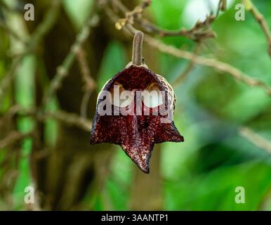 Aristolochia Arborea (Aristolochia salvadorensis) anche pianta di Dart Fener. Giardino botanico Heidelberg, Baden Wuerttemberg, Germania. Foto Stock