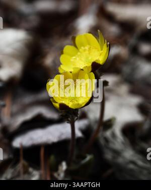 Vista ravvicinata della prima molla tra fiori appassiti foglie. Messa a fuoco selettiva con profondità di campo ridotta. Foto Stock