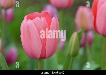 Tulipani rosa, cultivar "Pink Impression", Darwin Hybrid Variety, popolare tulipano rosa. Foto Stock
