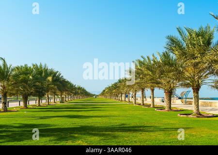 Kalba Corniche a Sharjah Emirati Arabi Uniti (Emirati Arabi Uniti) in una splendida giornata a piedi lungo il Golfo dell'Oman vicino alla città. con bellissimi fiori gialli. H Foto Stock