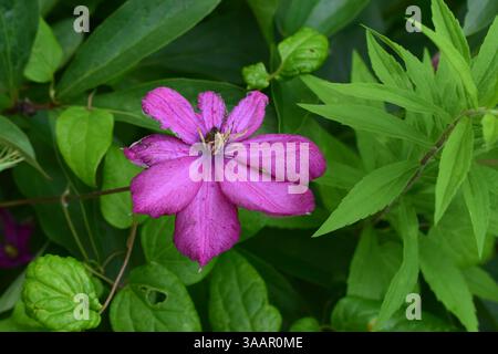 Un primo piano di un luminoso fiore viola clematis con centri gialli circondati da lussureggianti foglie verdi. Foto Stock