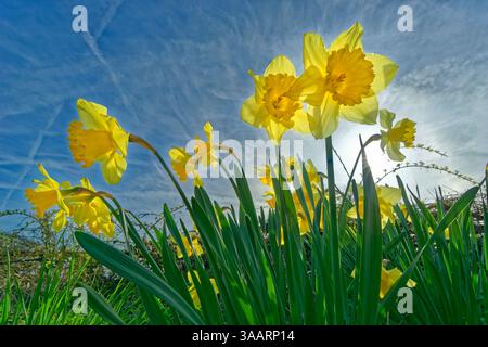 Narcisi primaverili selvatiche. Foto Stock