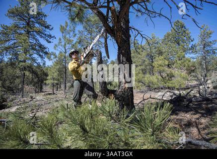 16 marzo 2018 - Stati Uniti - Carlos Saiz, da Santa Fe, argina un pino ponderosa malato prima di toglierlo giù. Lui e altri membri dell'equipaggio Atalaya del Santa Fe Fire Department stanno diradando una sezione di 133 acri della Santa Fe National Forest vicino a Glorieta, venerdì 16 marzo 2018. Lo sforzo è quello di proteggere meglio il Santa Fe Watershed da un incendio catastrofico. (Immagine di credito: © Eddie Moore/Albuquerque Journal via ZUMA Wire) Foto Stock