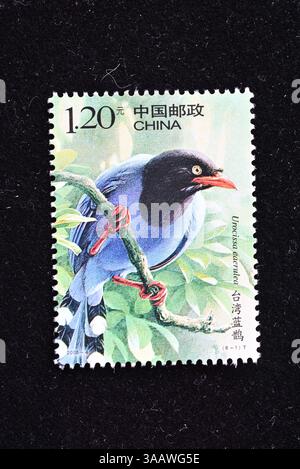 CINA - CIRCA 2008: Un francobollo stampato in Cina mostra Birds of China, circa 2008 Foto Stock