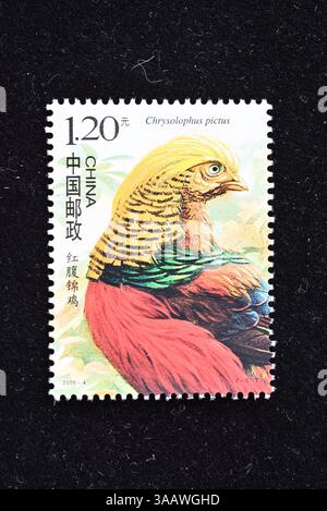CINA - CIRCA 2008: Un francobollo stampato in Cina mostra Birds of China, circa 2008 Foto Stock