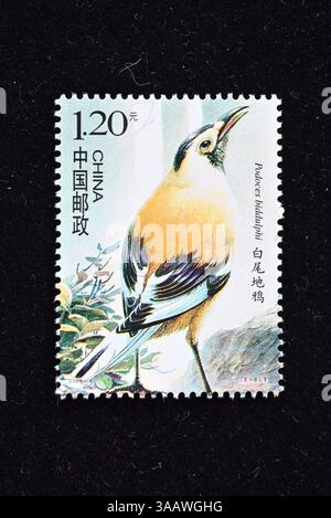 CINA - CIRCA 2008: Un francobollo stampato in Cina mostra Birds of China, circa 2008 Foto Stock