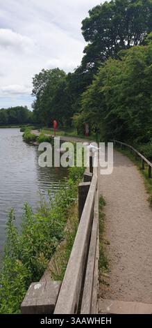 Gabbiano con testa nera a Yarrow Valley Park / Bircacre, Chorley, Lancashire, Regno Unito Foto Stock