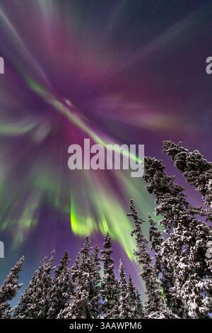 Aurora Boreale sopra gli alberi innevati, Whitehorse, Yukon, Canada. Foto Stock