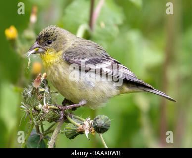 Allattamento femminile per adulti di livello inferiore. Mountain View, Santa Clara County, California, Stati Uniti. Foto Stock