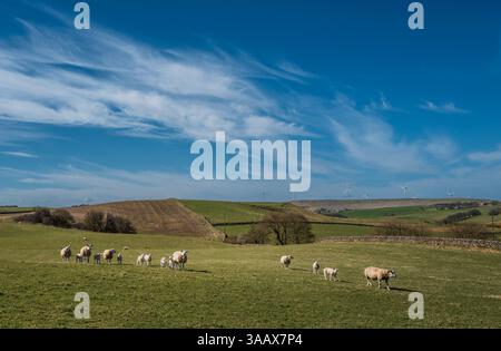 Agnelli appena nati con mamme al sole, Lanarkshire meridionale, Scozia Foto Stock