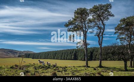 Agnelli appena nati con mamme al sole, Lanarkshire meridionale, Scozia Foto Stock