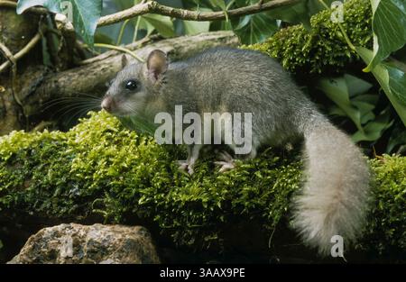 Siebenschläfer, Glis glis, dortopo commestibile, dortopo comune commestibile, dortopo grasso, dortopo dalla coda di scoiattolo, Schläfer, Bilch, Bilche Foto Stock