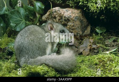Siebenschläfer, Glis glis, dortopo commestibile, dortopo comune commestibile, dortopo grasso, dortopo dalla coda di scoiattolo, Schläfer, Bilch, Bilche Foto Stock