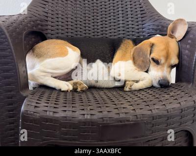 Dormire sul divano letto beagle cane da compagnia vista ravvicinata Foto Stock