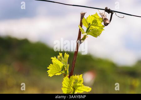 Vista ravvicinata della crescita delle foglie e delle gemme primaverili su Julius Spital Vines a Würzburg, Franconia, Baviera, Germania. Bokeh. Messa a fuoco selettiva. Copia Spac Foto Stock