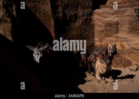 WADI MUSA, GIORDANIA - 10 SETTEMBRE 2021: Asino e cammello nel sentiero principale di Petra. CREDITO: Daniel Rodrigues Foto Stock