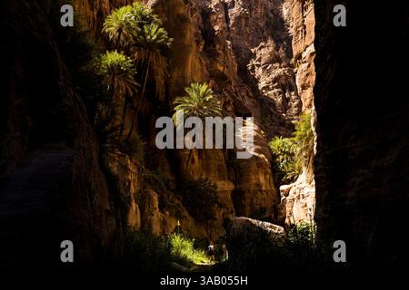 AL-MANSOURA, GIORDANIA - 10 SETTEMBRE 2021: Oasi del Wadi Ghuweir Trail. CREDITO: Daniel Rodrigues Foto Stock