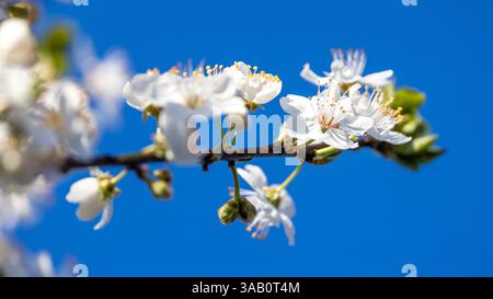 Leuthen, Germania. 1 aprile 2025. Un ramo di una prugna di sangue con i fiori su di essa raggiunge il cielo blu del tardo pomeriggio. Rimarrà chiaro durante la prossima notte e le temperature scenderanno a circa 4 gradi Celsius prima di salire a 18 gradi domani. Crediti: Frank Hammerschmidt/dpa/Alamy Live News Foto Stock