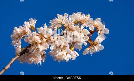 Leuthen, Germania. 1 aprile 2025. Un ramo di una prugna ornamentale con i fiori su di essa raggiunge il cielo blu del tardo pomeriggio. Rimarrà chiaro durante la prossima notte e le temperature scenderanno a circa 4 gradi Celsius prima di salire a 18 gradi domani. Crediti: Frank Hammerschmidt/dpa/Alamy Live News Foto Stock