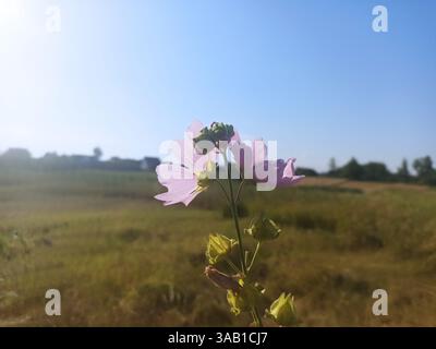 La malva thuringiaca (sin. Lavatera thuringiaca), il malto-albero da giardino, è una specie di pianta in fiore della famiglia Malvaceae Foto Stock