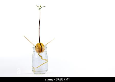 Coltivazione di avocado da semi nel vaso di vetro. Metodo stuzzicadenti. Radicare e germogliare con foglie in vetro con acqua. Coltivare la pianta di avocado. Chiudi Foto Stock