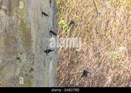Sand martins (Riparia riparia) presso una banca artificiale di sabbia martin presso il WWT London Wetland Centre, Barnes, Londra, Inghilterra, Regno Unito Foto Stock