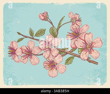 Illustrazione vettoriale vintage dei fiori di ciliegio. Cartolina vintage con fiore sakura rosa. Illustrazione Vettoriale
