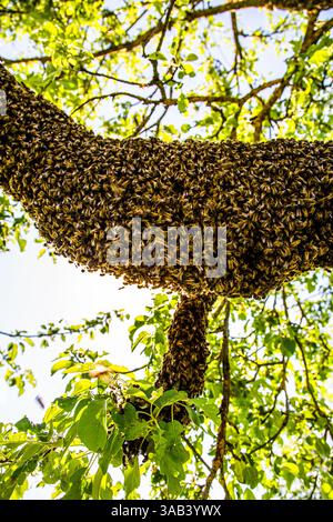 Alveare con lo sciame di api appeso a un ramo di albero. Scalda api. Foto Stock