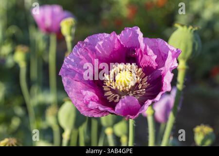 Primo piano di un singolo fiore di papavero blu (Papaver somniferum) in un campo vicino a Callenberg, Sassonia, Germania, Europa Foto Stock