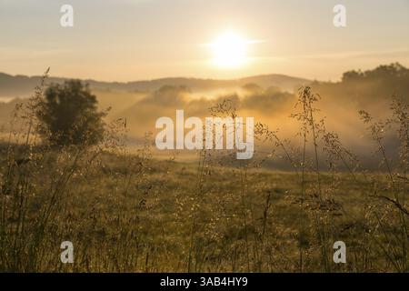 Erbe brillanti al sole del mattino, nebbia mattutina vicino Cunewalde, alta Lusazia, Sassonia, Germania, Europa Foto Stock