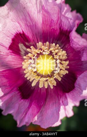 Papavero blu (Papaver somniferum) fiorito in un campo vicino a Callenberg, Sassonia, Germania, Europa Foto Stock
