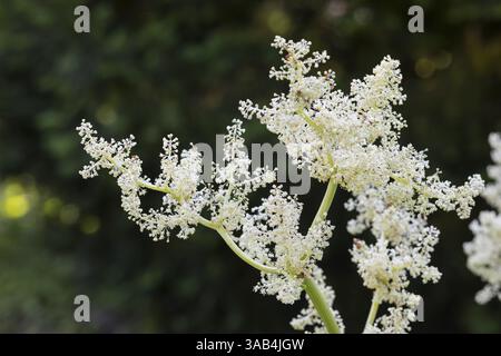Fiore di rabarbaro (Rheum rhabarbarum) nello storico giardino dell'farmacia accanto alle rovine del monastero Heilig Kreuz, Meissen, Sassonia, Germania, Europa Foto Stock