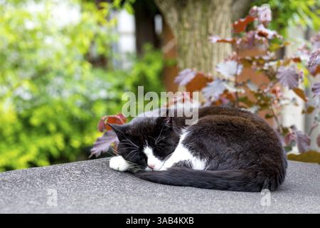 Gatto domestico bianco e nero (Felis silvestris catus) che dorme in giardino, Germania, Europa Foto Stock