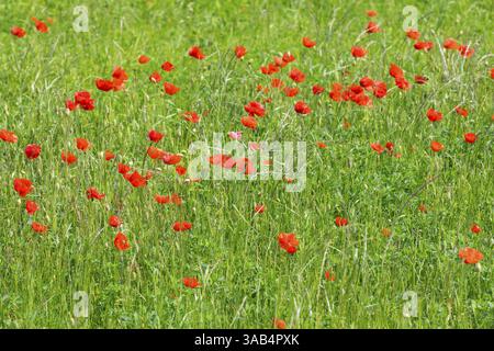 Papavero selvatico (Papaver rhoeas) in fiore, Sassonia, Germania, Europa Foto Stock