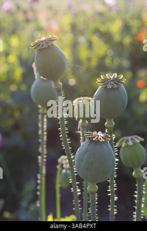 Capsule papavero del papavero blu (Papaver somniferum) in un campo vicino a Callenberg, Sassonia, Germania, Europa Foto Stock