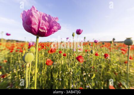 Fiore unico di papavero blu (Papaver somniferum), sullo sfondo papavero rosso fiorito (Papaver rhoeas), Callenberg, Sassonia, Germania, Europa Foto Stock