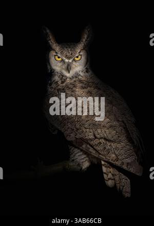 Ritratto ravvicinato di un grande gufo cornuto (bubo virginianus) appollaiato su un ramo, guardando direttamente nella fotocamera, sfondo nero, verticale Foto Stock