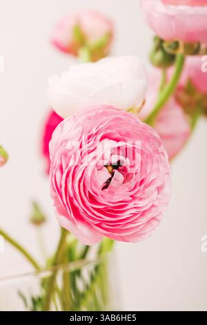 Coloratissimi fiori di ranunculus in una delicata disposizione primo piano Foto Stock