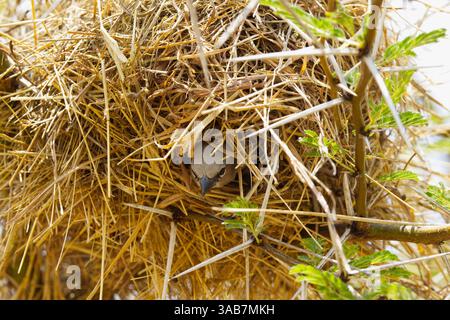 Un tessitore sociale dalla testa grigia (Pseudonigrita arnaudi) che esce dal suo nido fatto di paglia d'erba nel Parco Nazionale del Serengeti, Tanzania, Africa Foto Stock