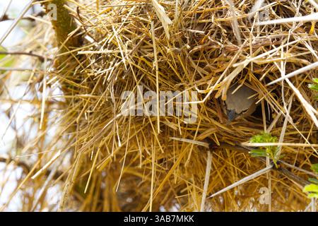 Un tessitore sociale dalla testa grigia (Pseudonigrita arnaudi) che esce dal suo nido fatto di paglia d'erba nel Parco Nazionale del Serengeti, Tanzania, Africa Foto Stock