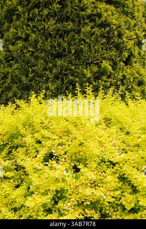 Berberis thunbergii 'Aurea' - Cespuglio di barba giapponese e albero di Thuja occidentalis in primavera. Foto Stock