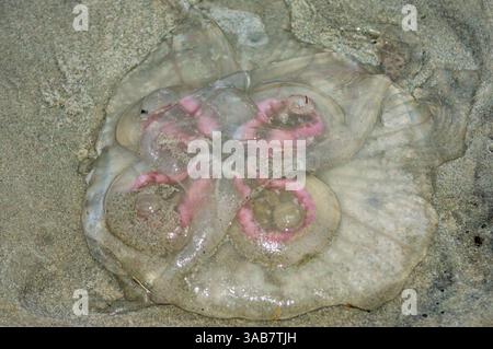 Meduse spiaggiate con anatomia rosa e traslucida su sabbia bagnata. Dettagli macro di invertebrato marino lavati sulla riva, texture naturale. Foto Stock